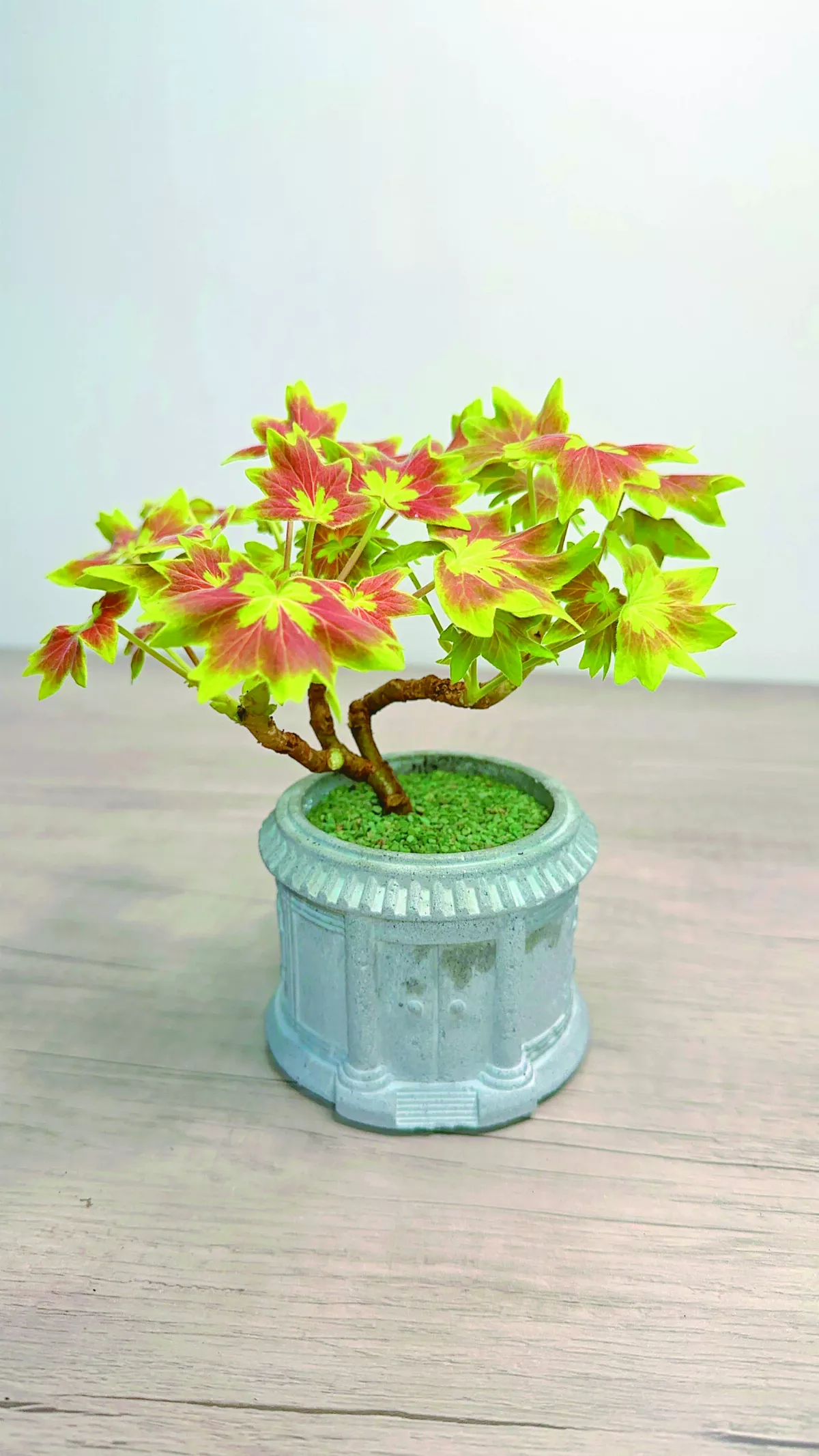 【愛植栽】百年溫哥華──楓葉天竺葵