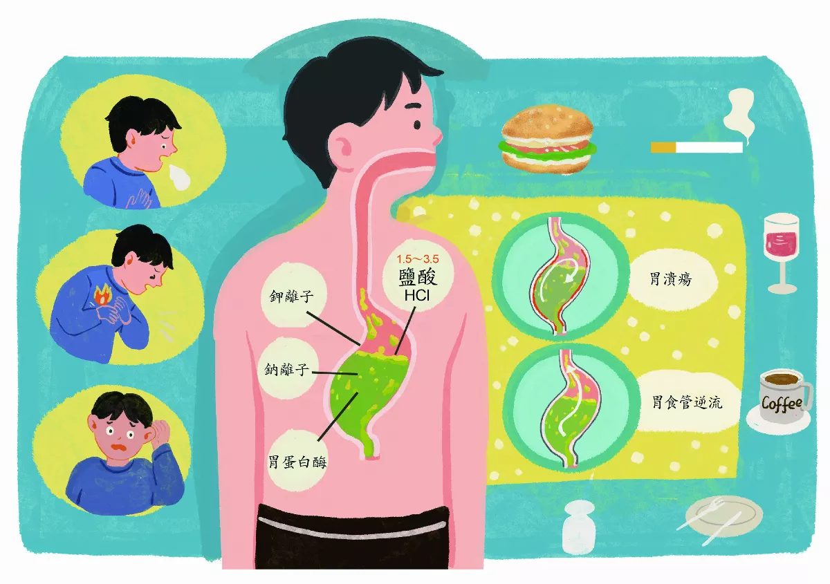 胃酸 在體內有什麼作用？