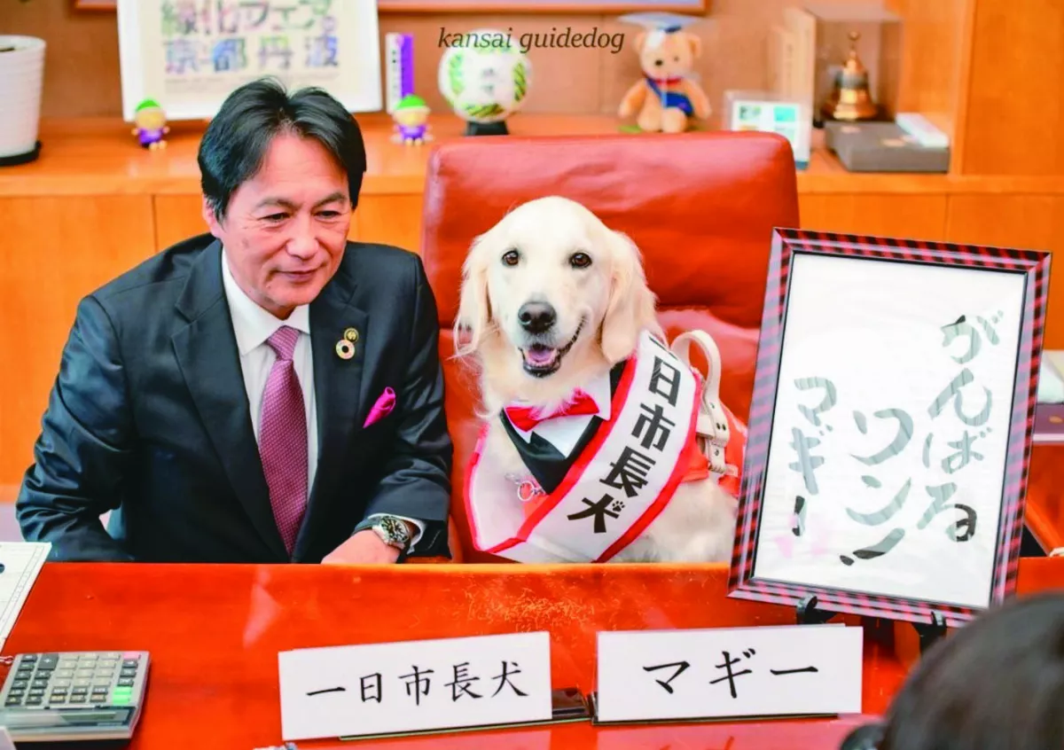 導盲犬任1日市長 呆萌表情爆紅