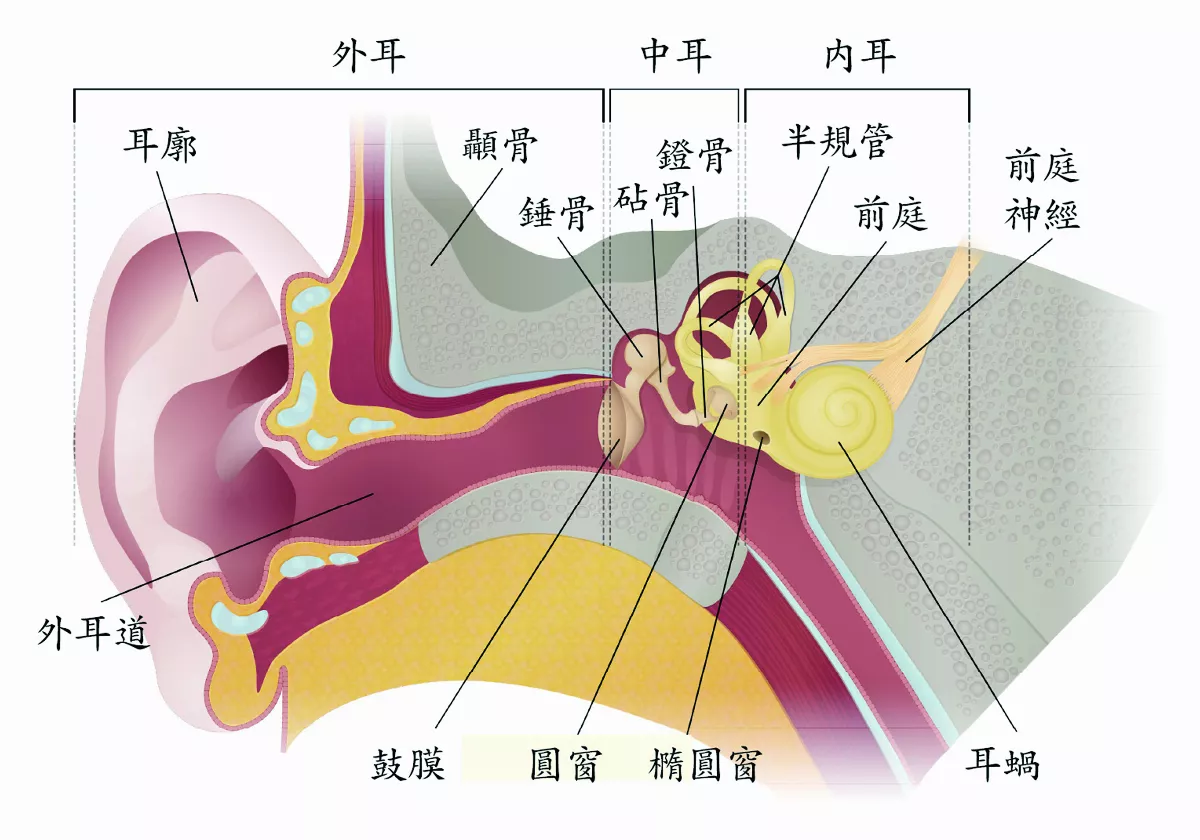 如何聽到聲音？