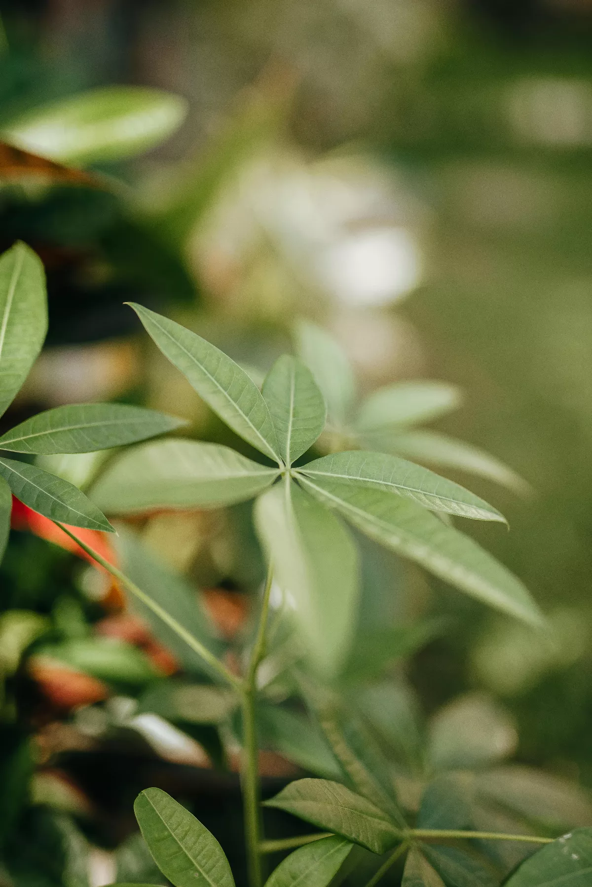 【植物情緣】那株馬拉巴栗