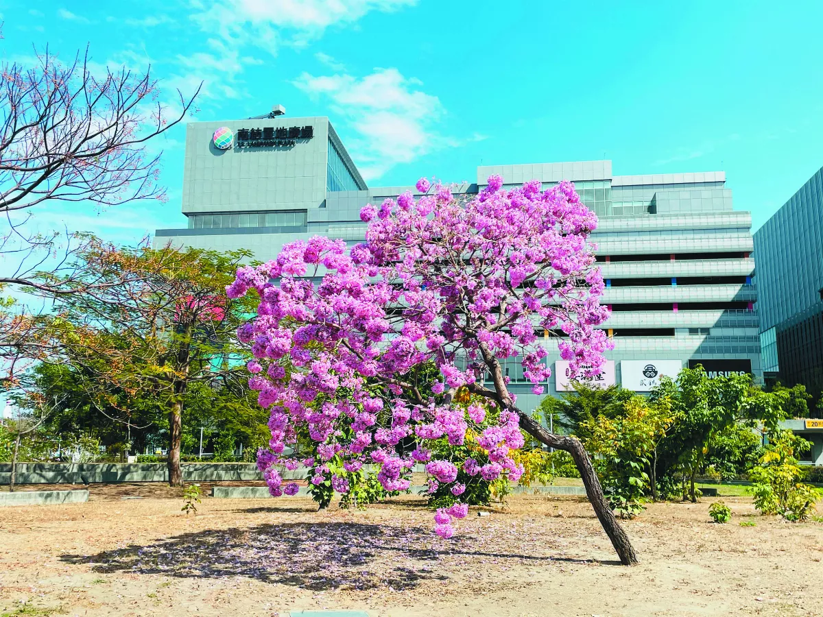 行人樹──洋紅風鈴木