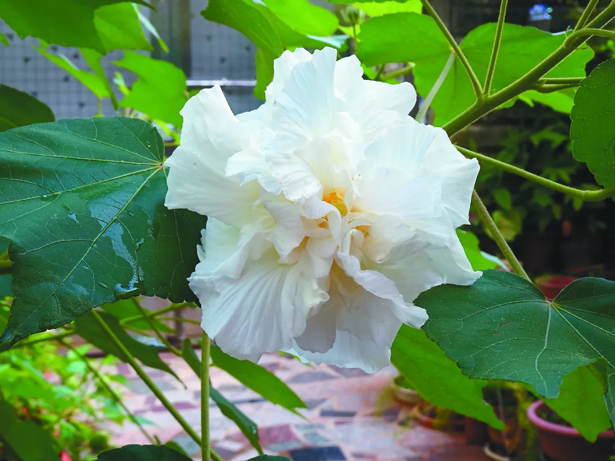 芙蓉獨自芳
