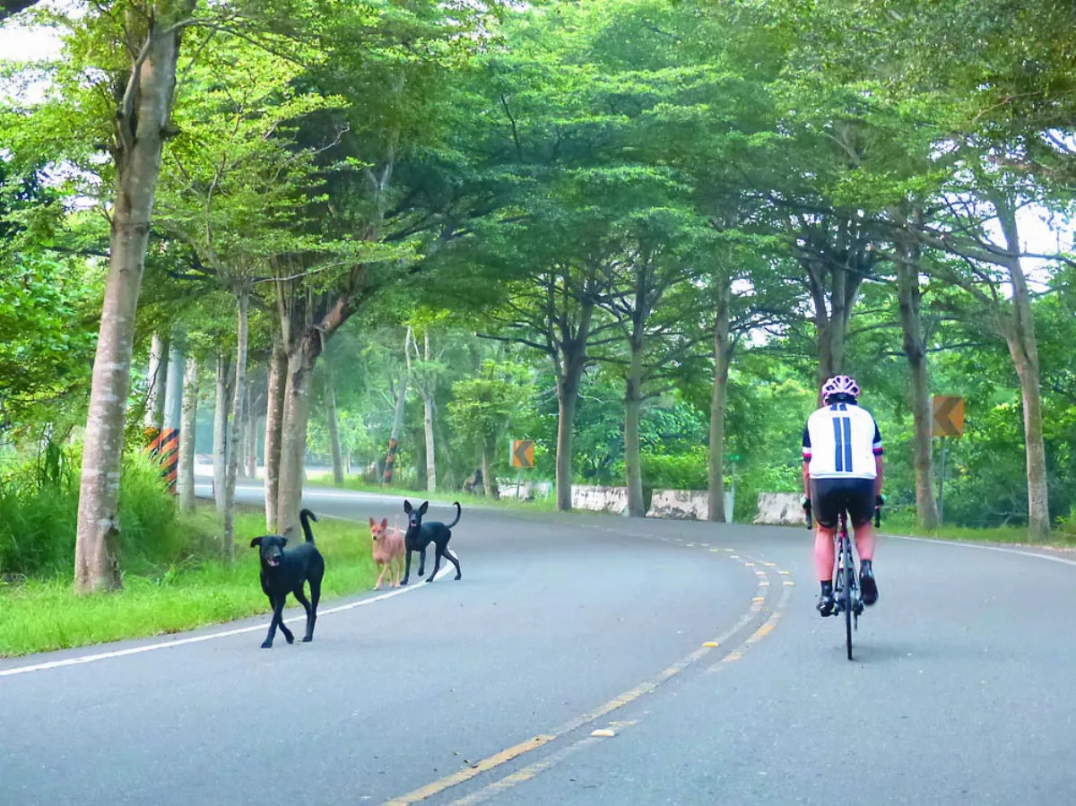 遊蕩犬貓數量增 農業部將研擬餵食相關罰則