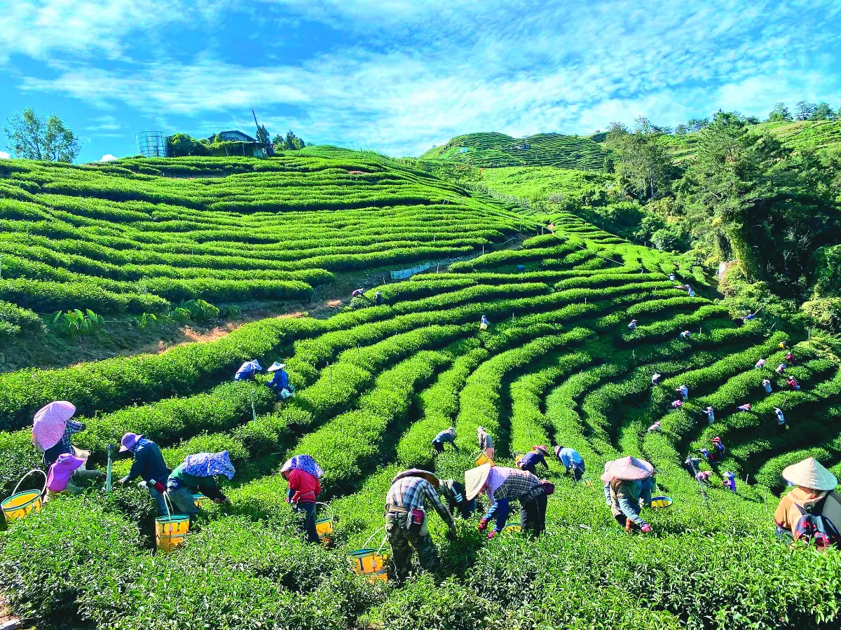 台灣紅茶 奪英國茶賽8金、10推薦