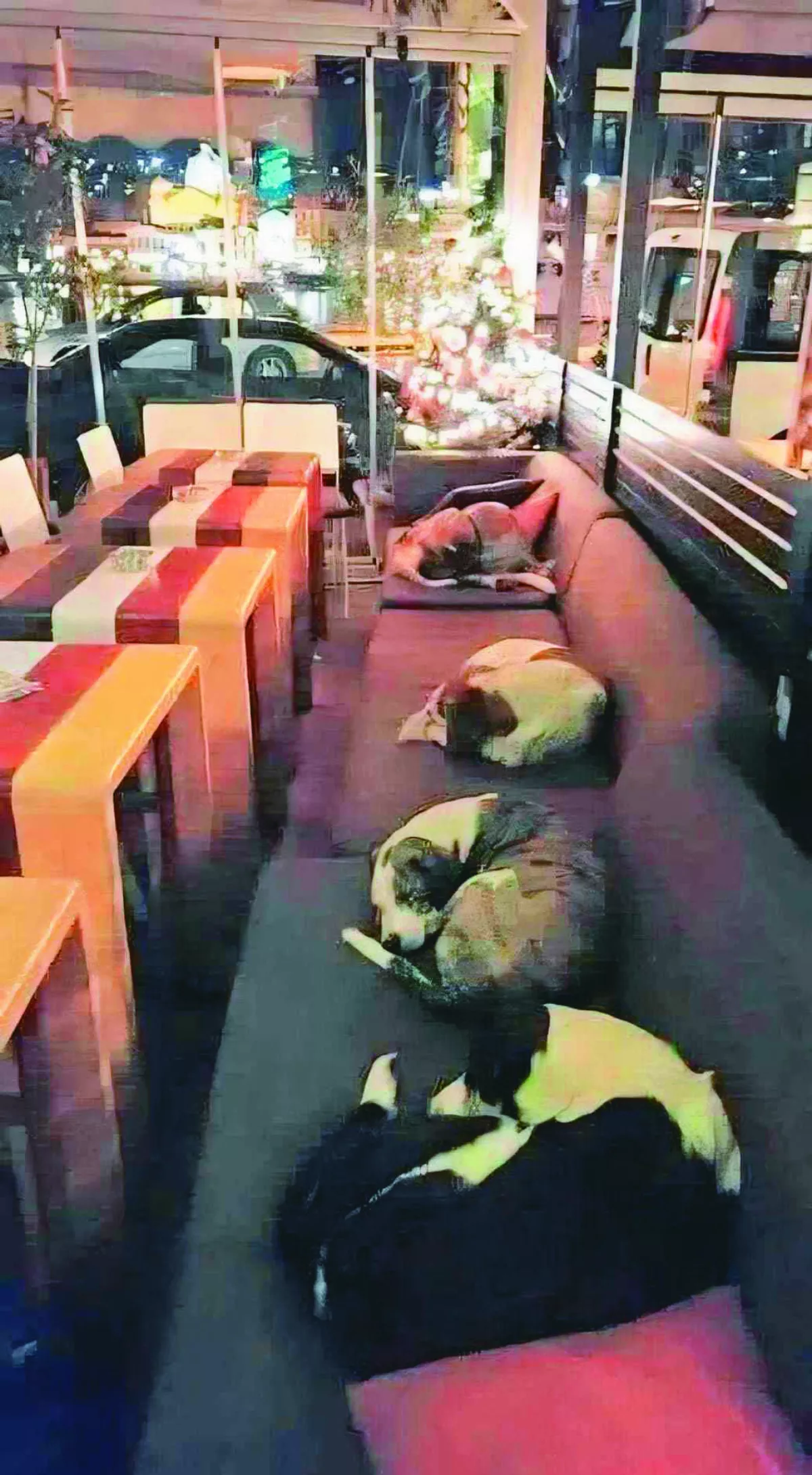 暖心咖啡廳  打烊變浪浪收容所