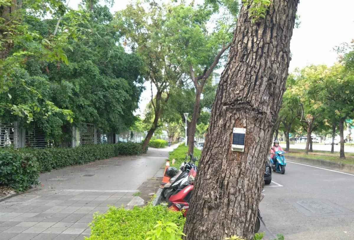 啟用城市樹木傾斜監測系統 適時警訊安全