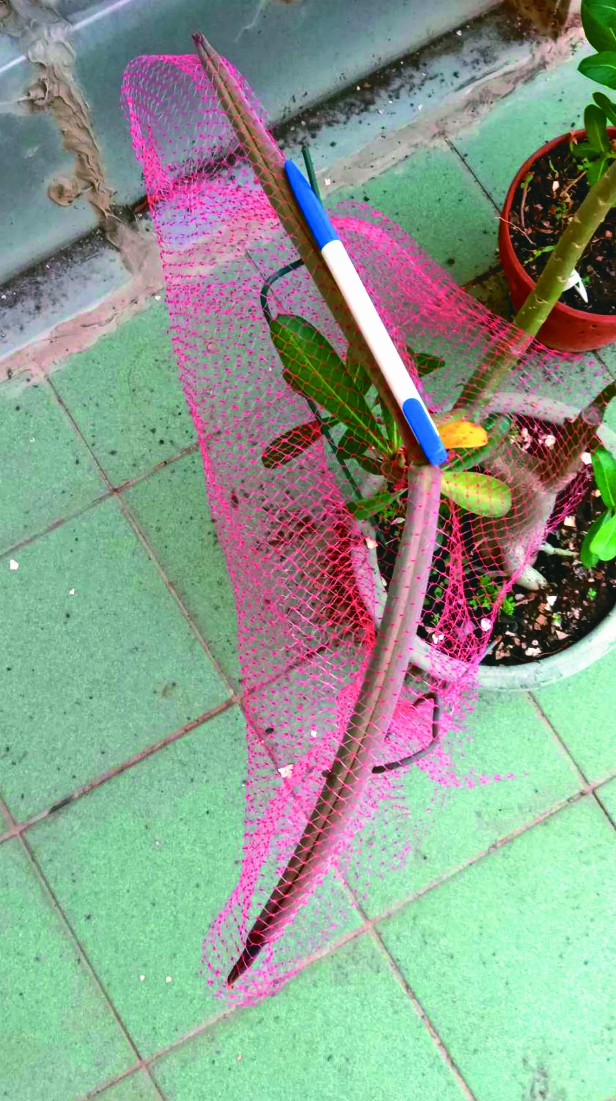 沙漠玫瑰之果莢