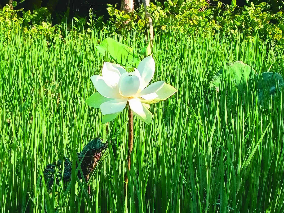 【生活快門】田中荷花開