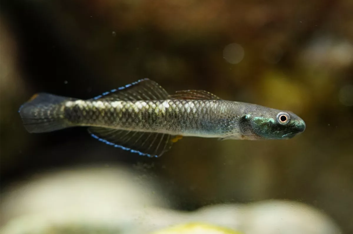 新物種！ 鰕虎魚現蹤獨流溪成棲地保護指標