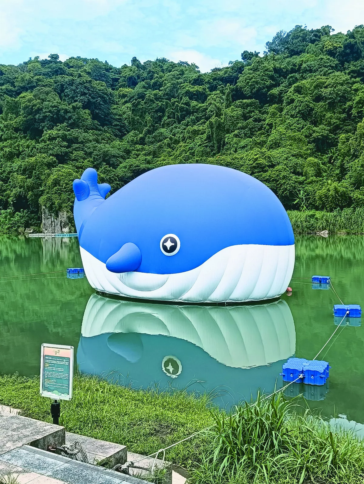 【生活快門】鯨魚水中遊