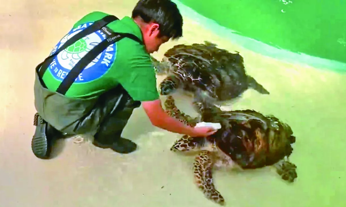 刷背太舒服 海龜意猶未盡