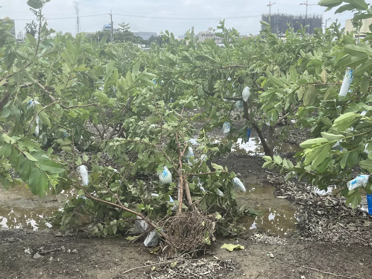 【食在很重要】一場怪颱兩樣情