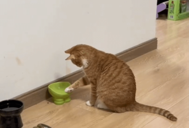 喵用手撈碗「確認沒飼料」！站起來怒揍空碗