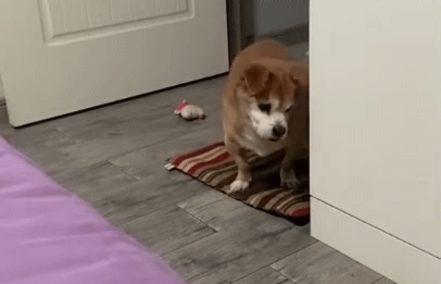 飼主與阿茲海默汪重新相處   重拾美好時光