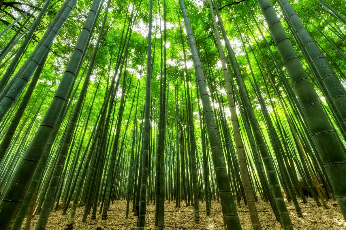 【分享時刻】竹解虛心即我師——古典詩人筆下的竹