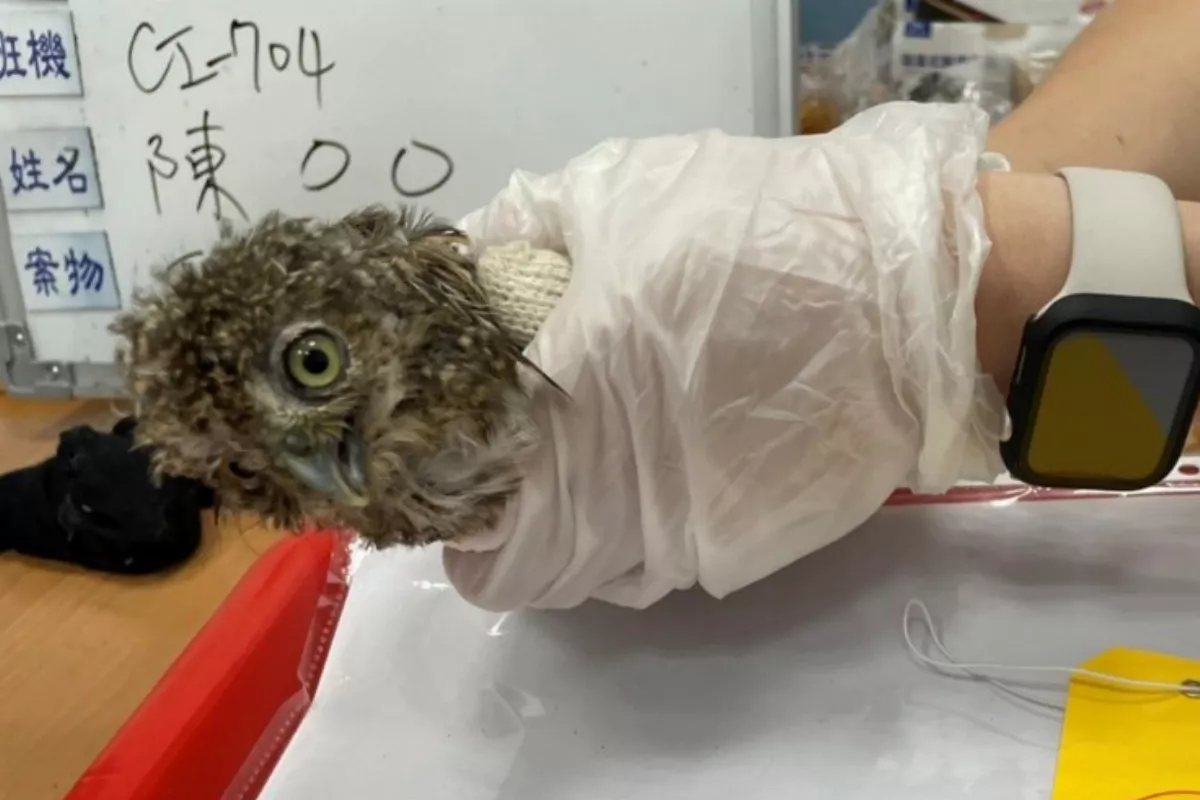 走私活體動物案件激增 台北關提醒旅客慎防觸法