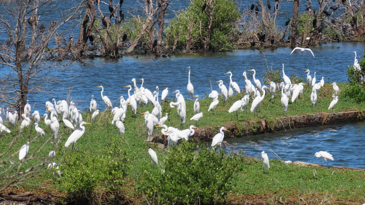 溼地候鳥季登場 嘉義推親子賞鳥遊