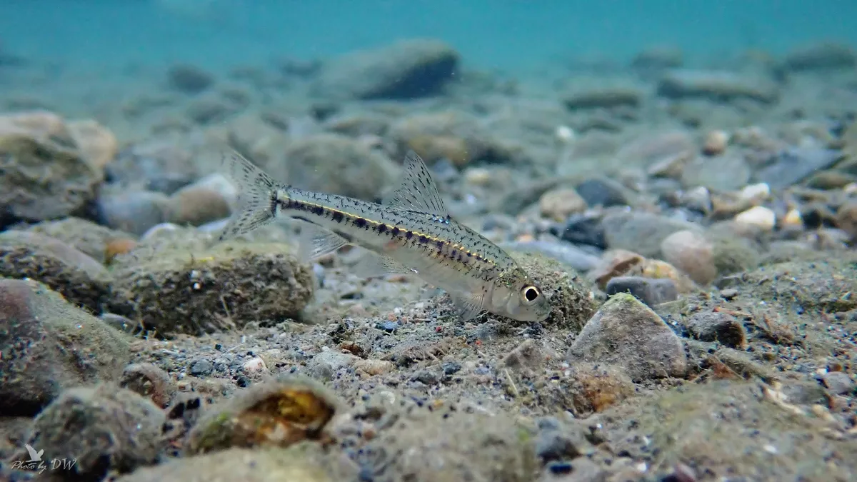 瀕絕魚種保育有成 將回放溪流建立存續族群