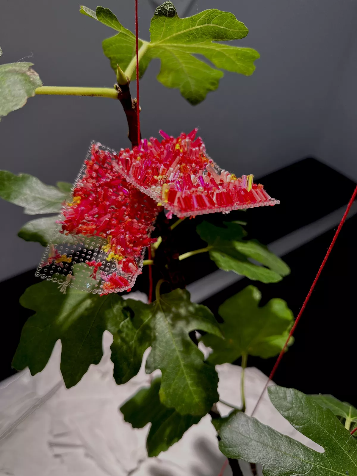 藉無花果紀念父親    羅硯澤個展241藝術空間展出  