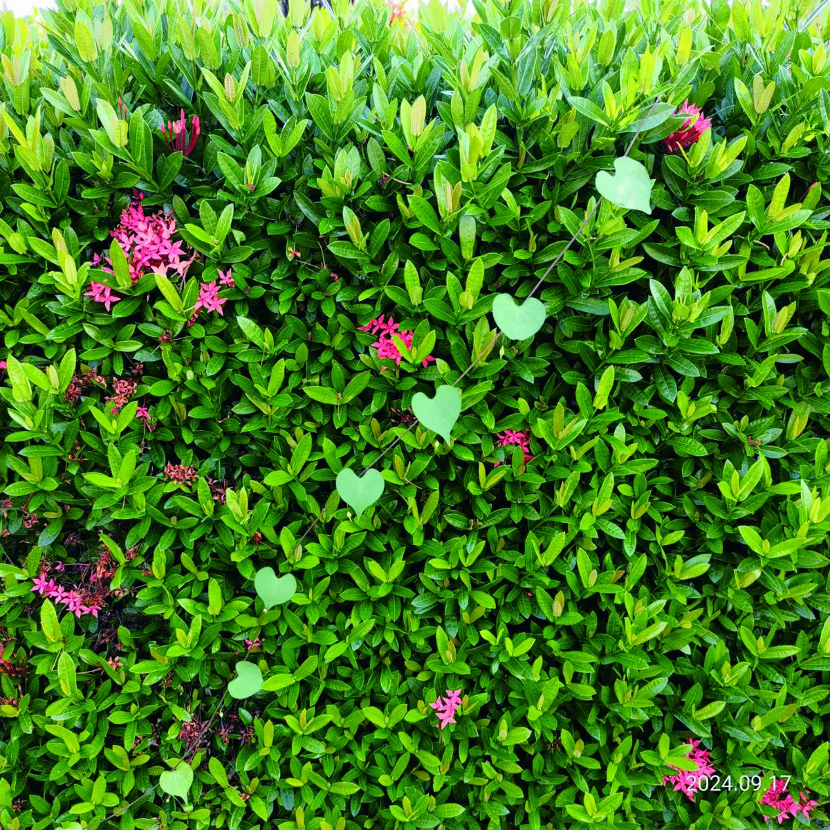 【生活快門】 日日是好日