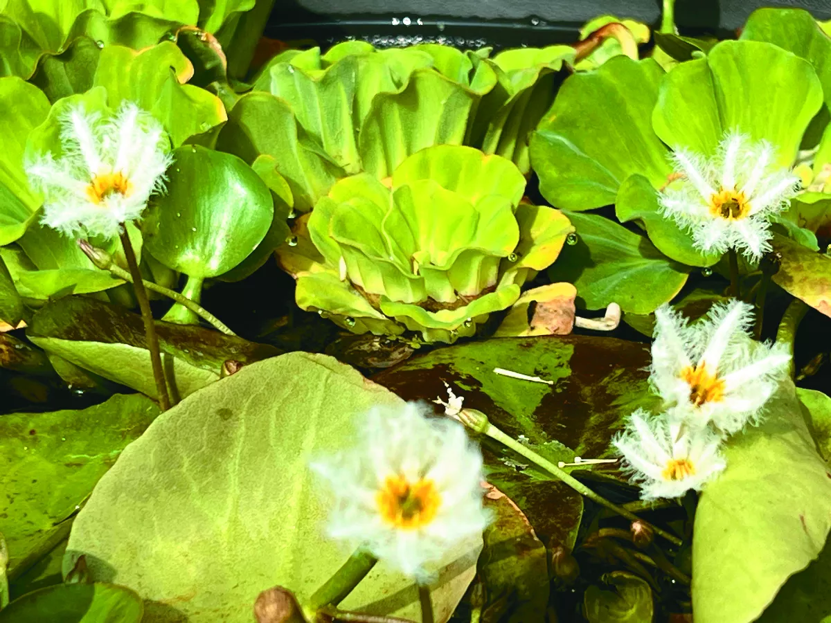 小綠植大美藝