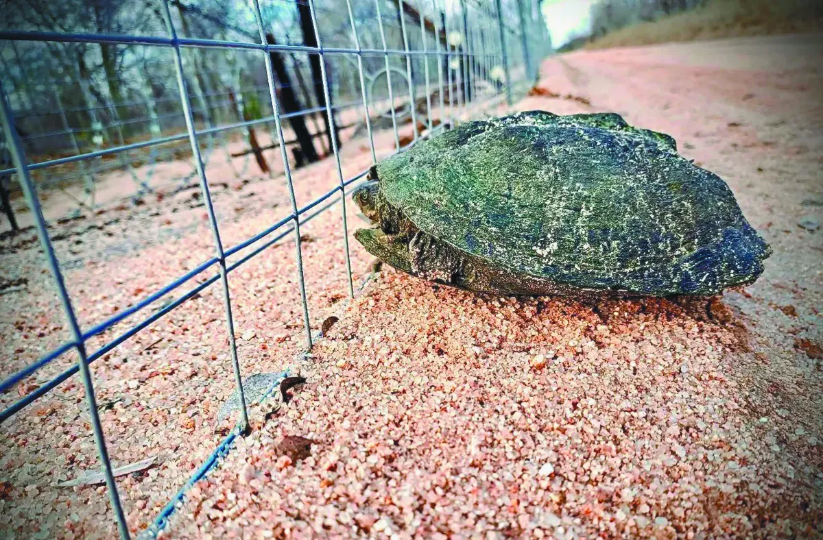 南非穿山甲  改善圍欄防觸電