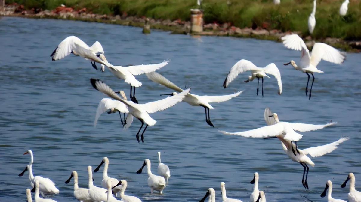 這2地候鳥監測檢出禽流感 防檢署籲業者提高警覺