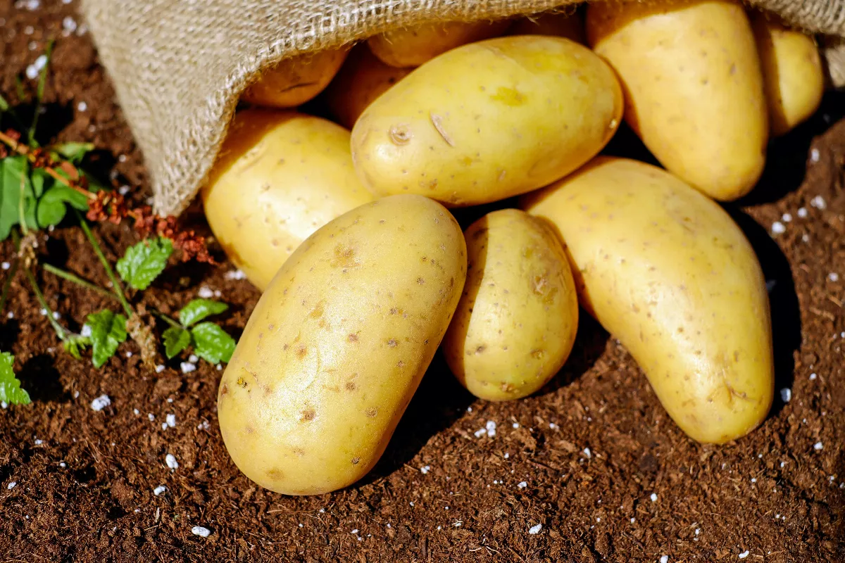 【時食有味】馬鈴薯的第二人生