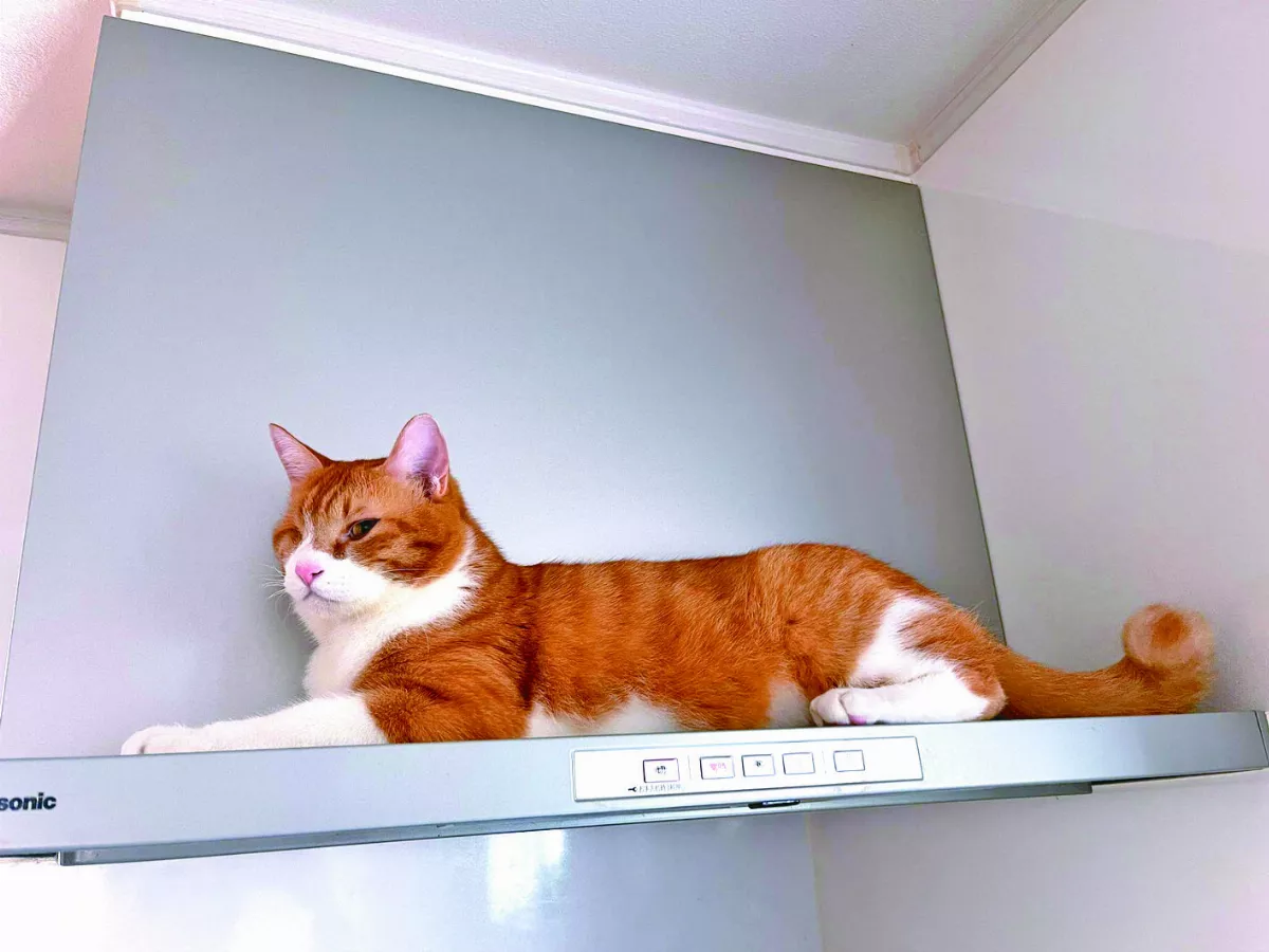 胖橘霸占抽油煙機 原廠幽默回應