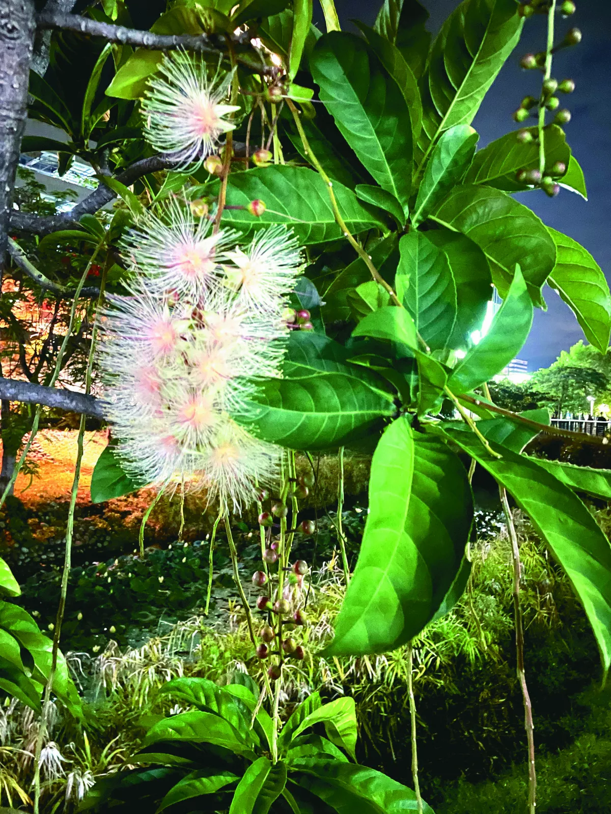 【美中不足】賞花有代價