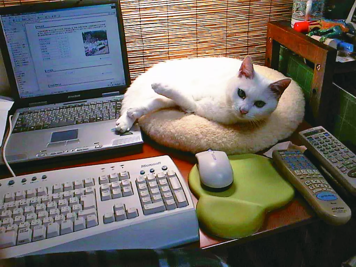 作家太久沒寫稿 愛貓狂叫催稿