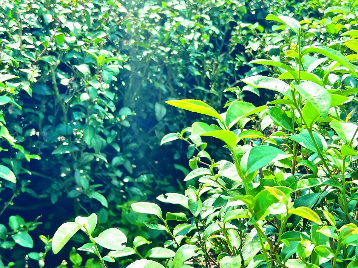 【逸饗蔬食】 有花香的蜜香紅茶