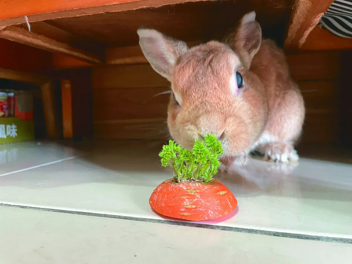 那些兔兔教我的事