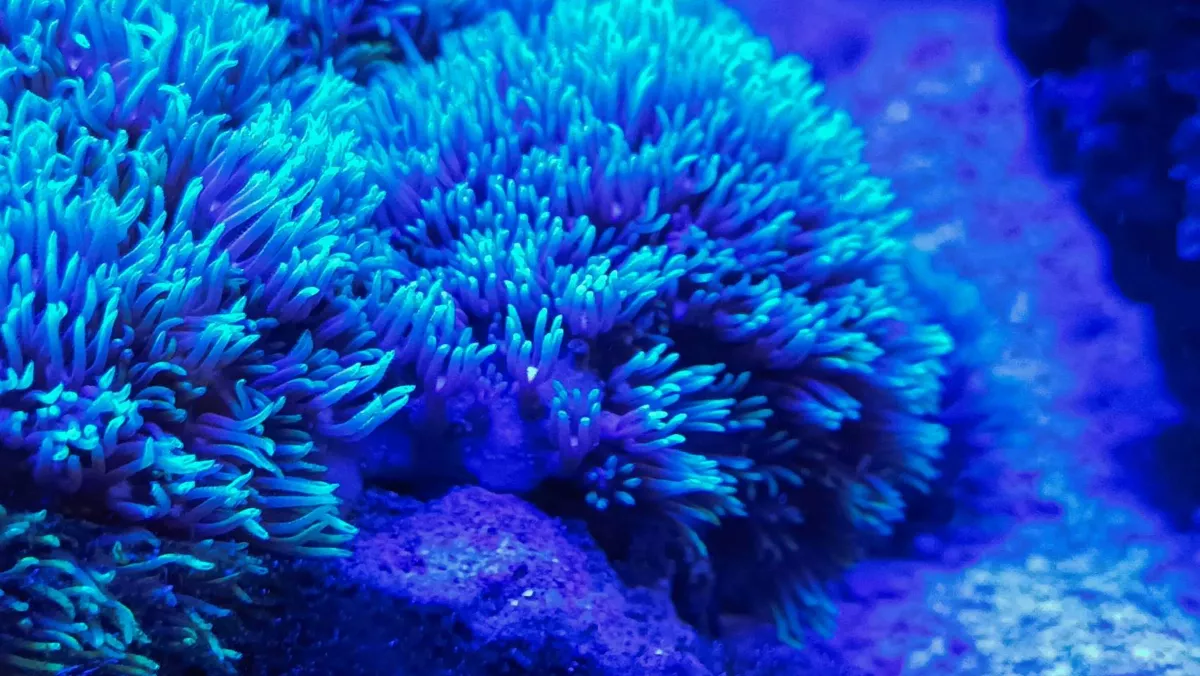 海洋汙染嚴重 塑膠微粒導致珊瑚骨質疏鬆