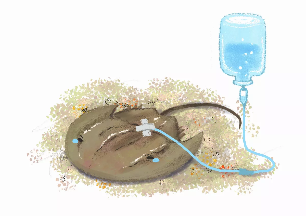 【趣味動物園】神祕的海洋生物 鱟