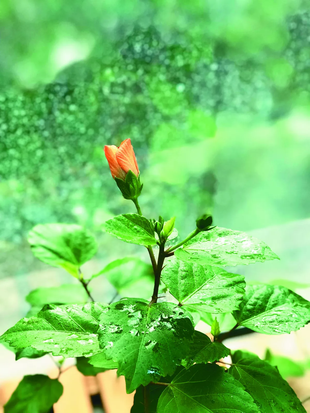【詩】雨中之詩