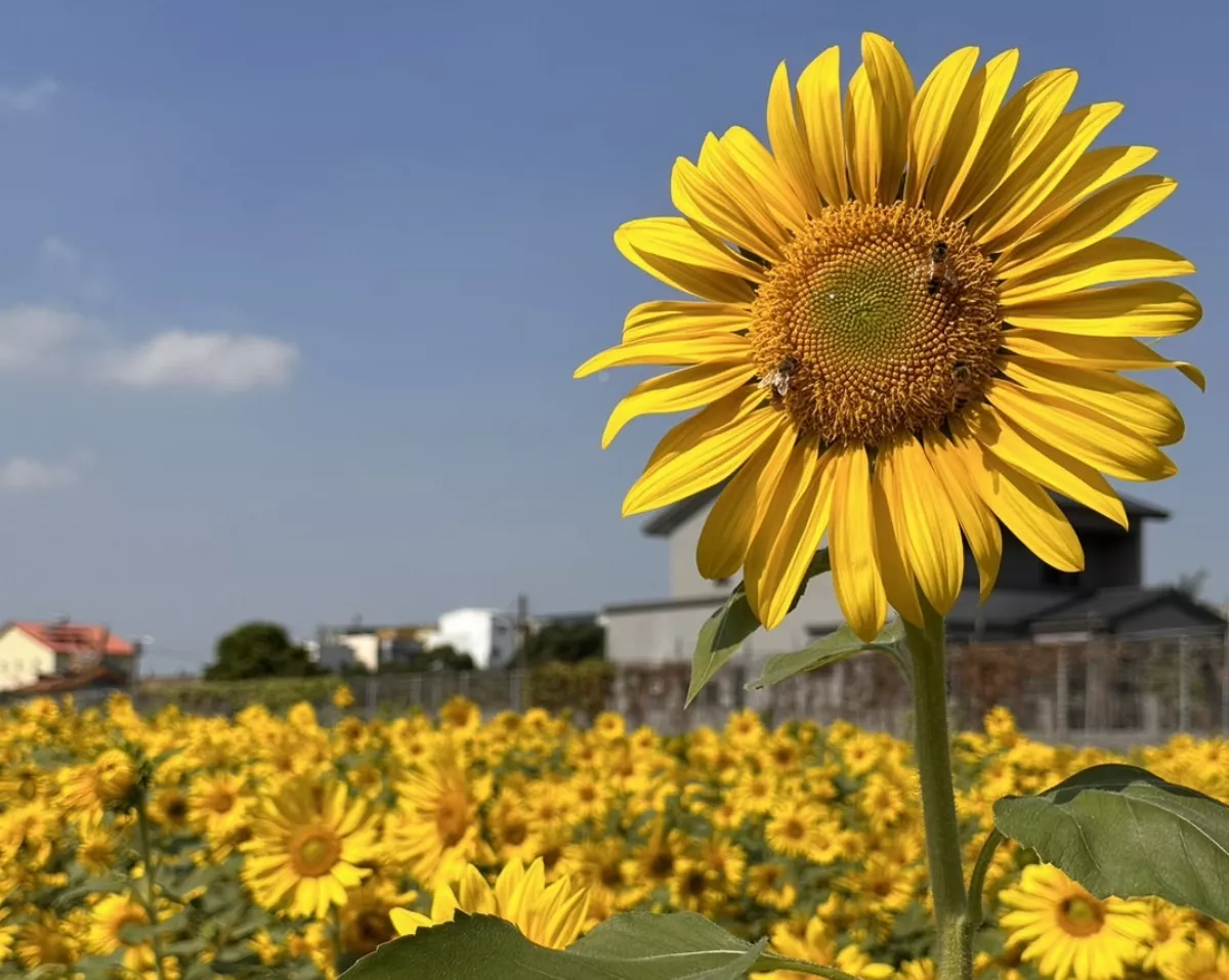 花海彩繪大地 賞花迎春徜徉浪漫向日葵音樂季