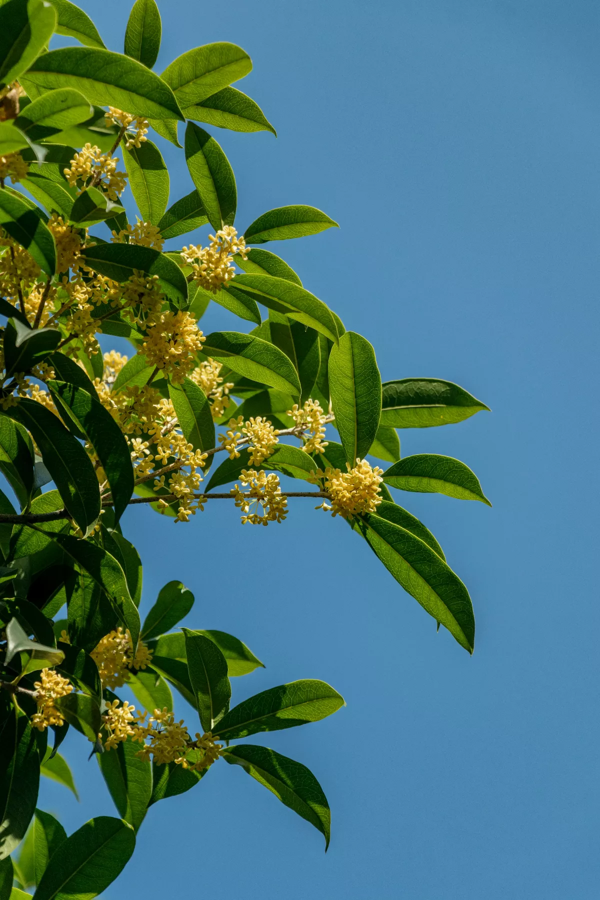 桂花