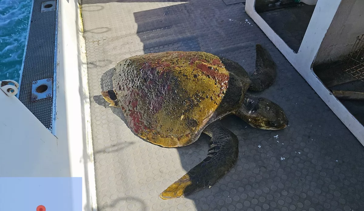 娛樂船遊客驚見有海龜漂浮  潛水教練開船馳援