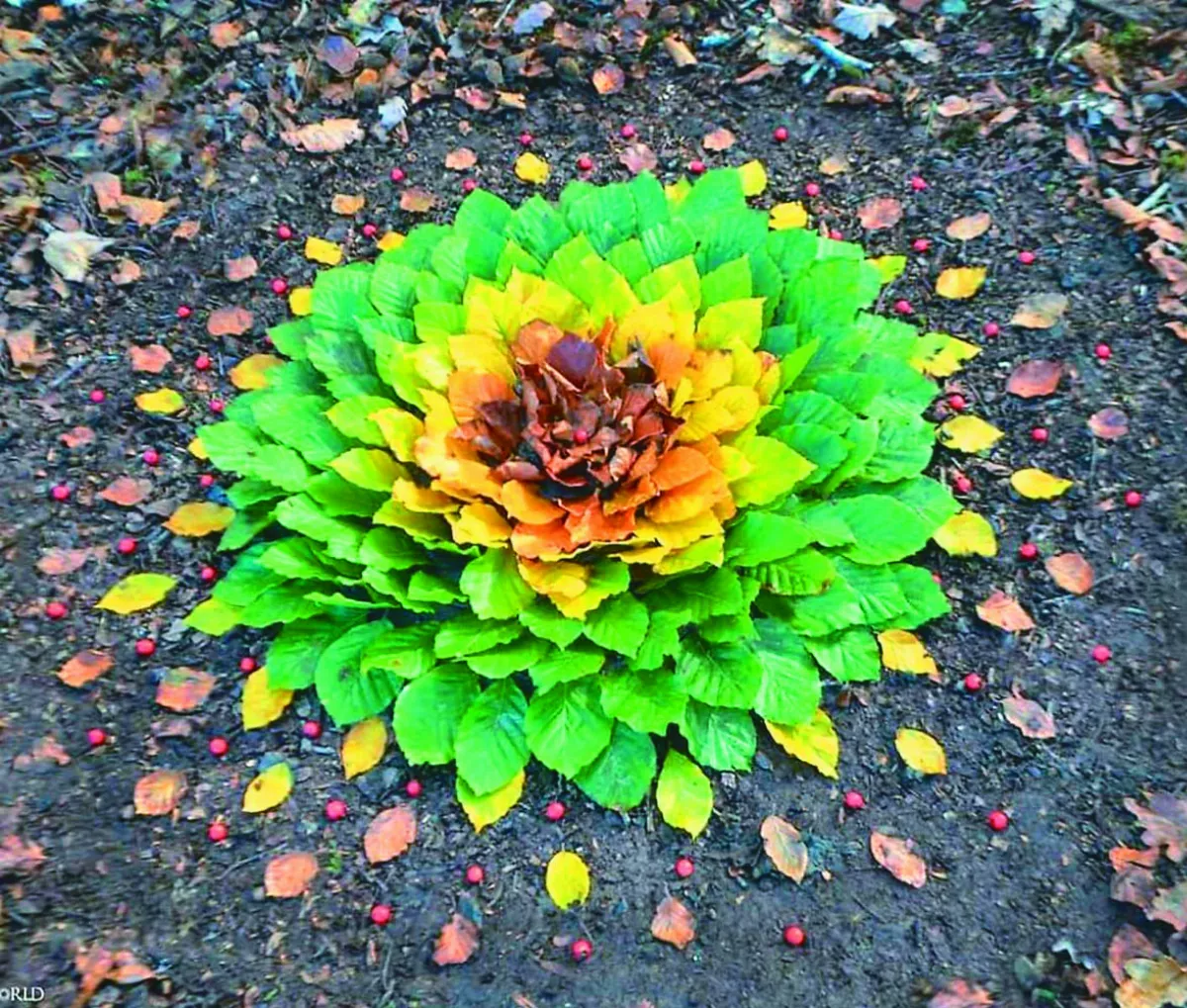 多變葉畫就地取材 美麗又紓壓