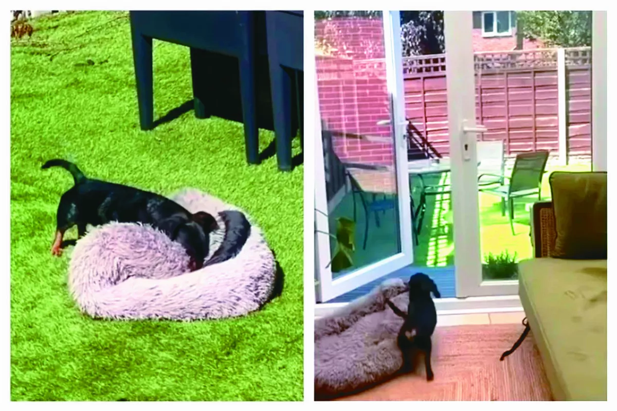臘腸犬好享受 自搬床享日光浴