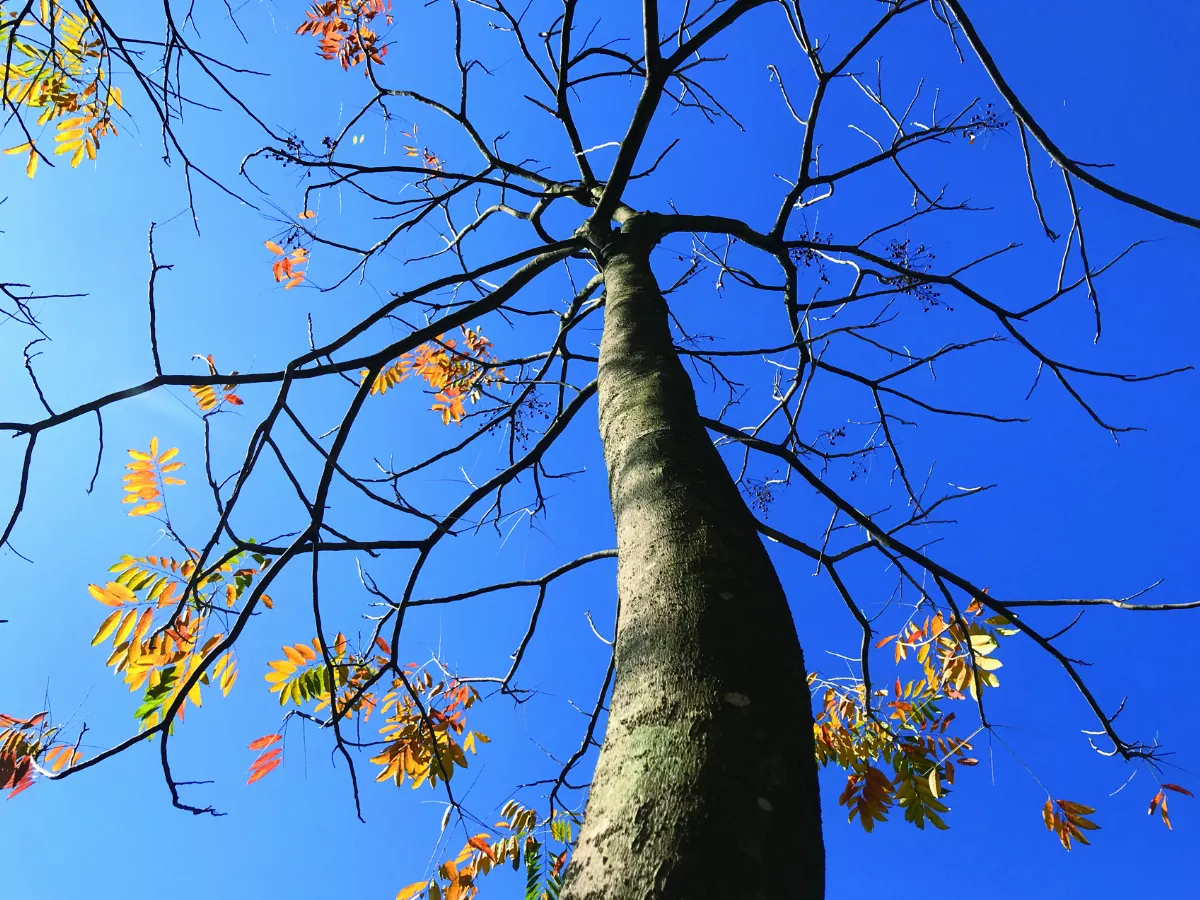 【2024 第十四屆全球華文 文學星雲獎】人間禪詩佳作－樹本佛號