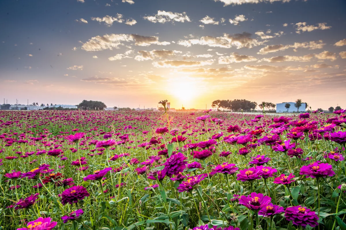 農田美景接力賽 花海生活節揭序曲