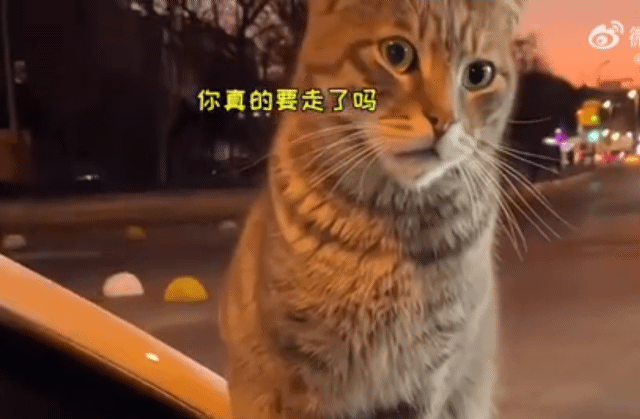 被資遣離開遇浪貓安慰   女子感動收編