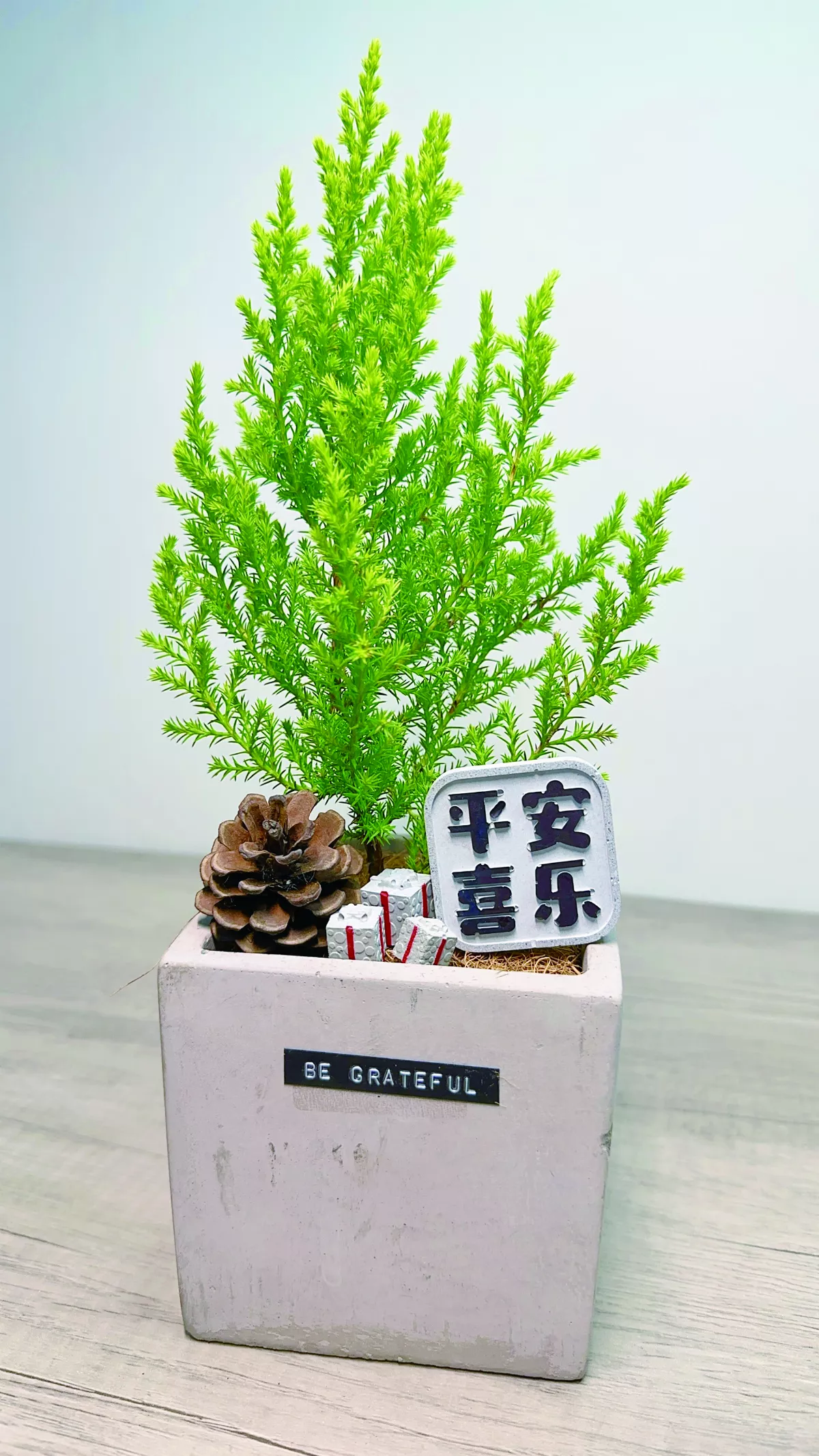 【愛植栽】12月的禮物 香冠柏