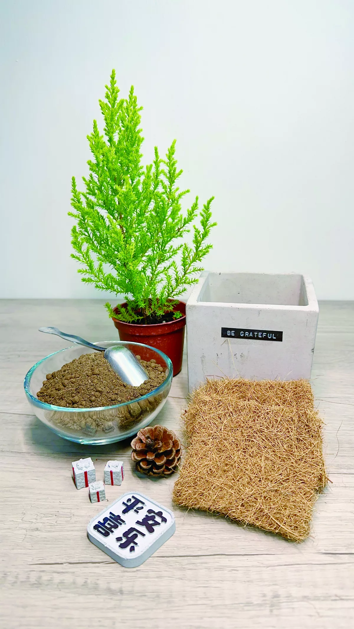 【愛植栽】12月的禮物 香冠柏