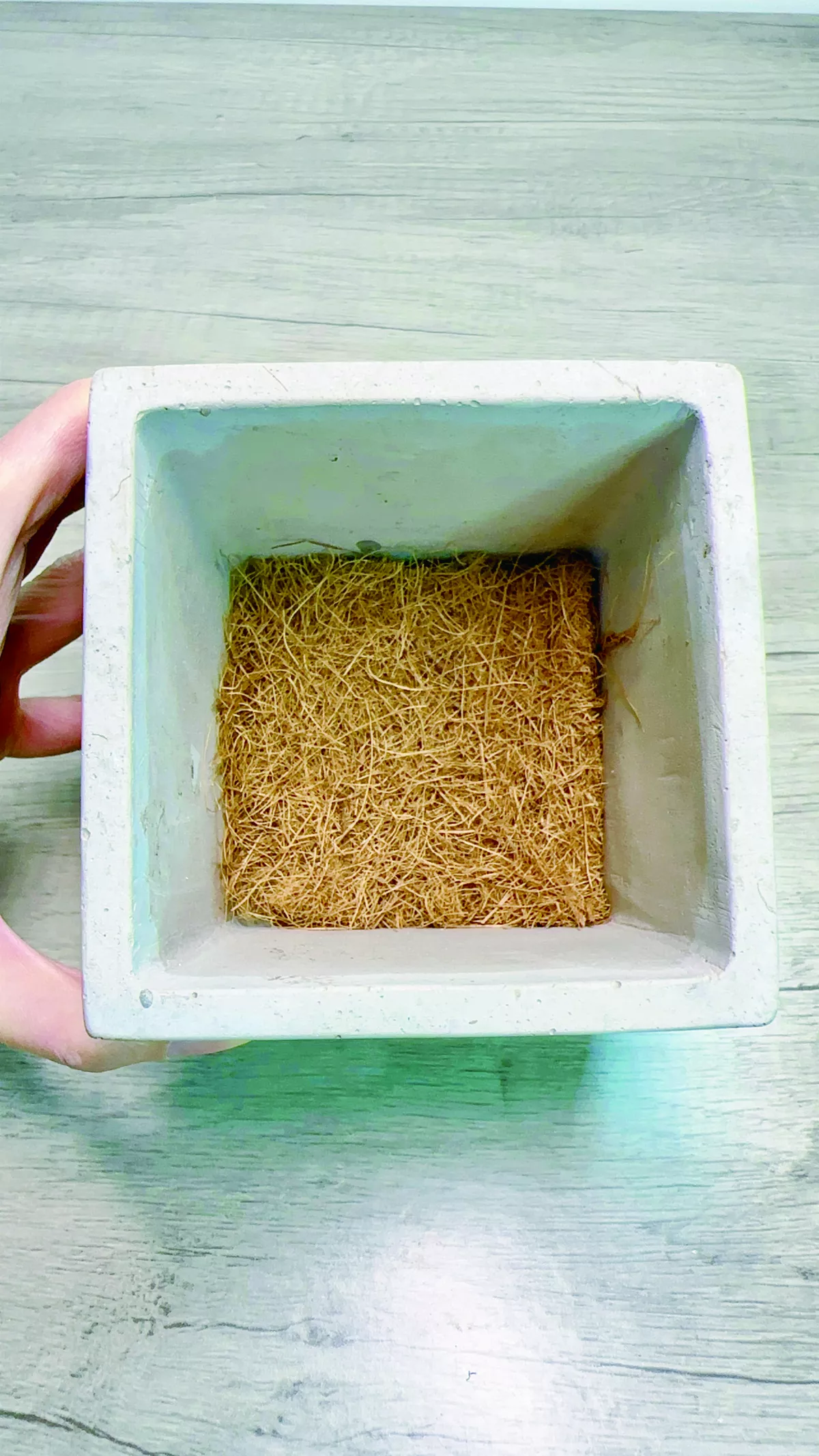 【愛植栽】12月的禮物 香冠柏
