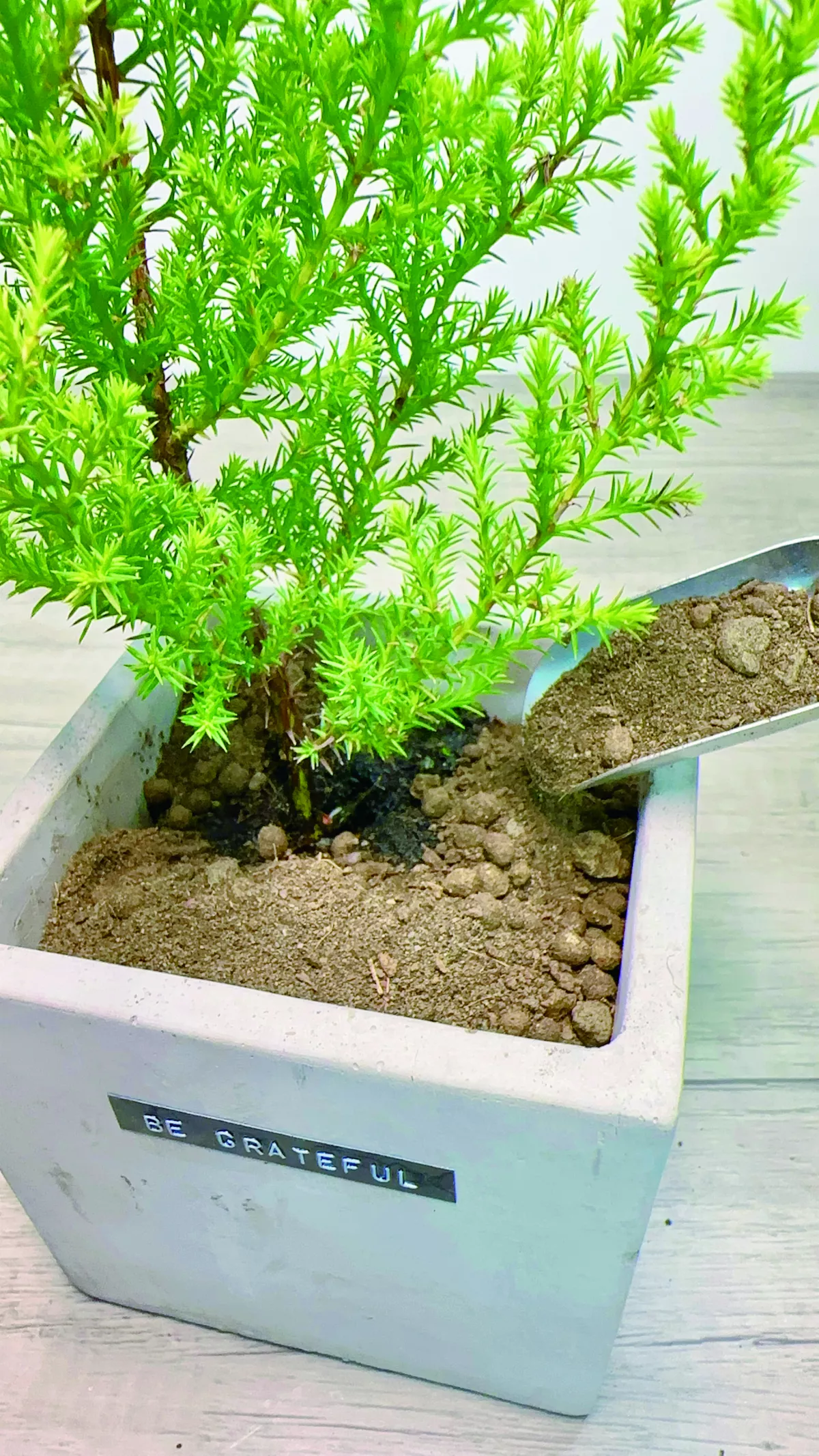 【愛植栽】12月的禮物 香冠柏