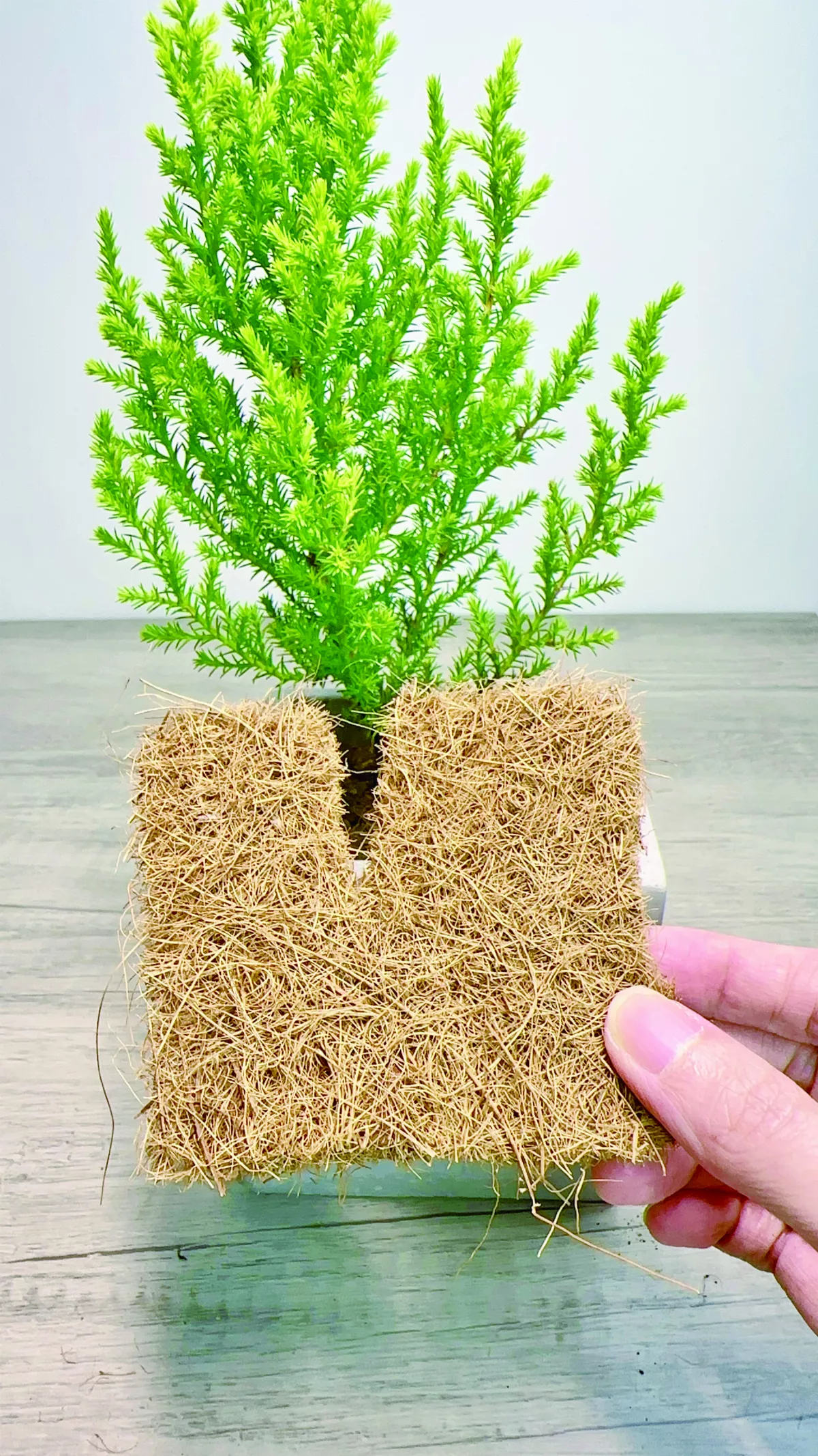 【愛植栽】12月的禮物 香冠柏